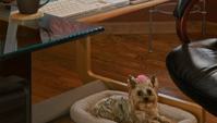 Dog-in-Workplace-00313984-thumb-200×297-23797.jp_