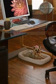 Dog-in-Workplace-00313984-thumb-200×297-23797.jp_