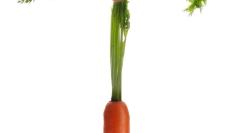 carrot
