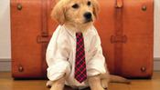 dogbriefcase-thumb-175×131-23803