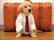 dogbriefcase.jpg