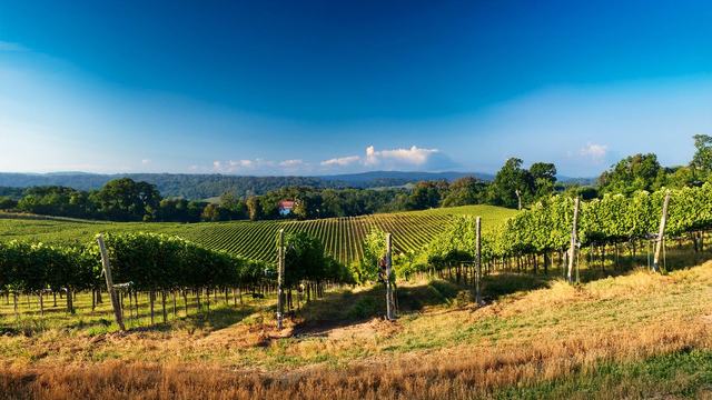 raighne-delaney-quoted-in-the-greatest-most-amazing-absolutely-huge-story-of-how-donald-trump-took-over-virginias-biggest-vineyard-washingtonian-november-2015