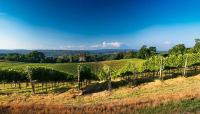 raighne-delaney-quoted-in-the-greatest-most-amazing-absolutely-huge-story-of-how-donald-trump-took-over-virginias-biggest-vineyard-washingtonian-november-2015