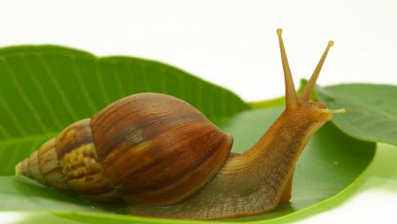 snail