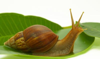snail